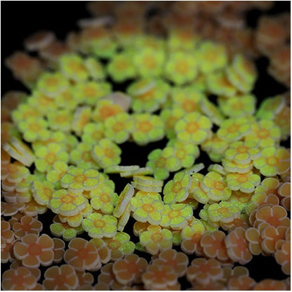Glow-in-the-dark Polymer Clay Nail Patch Fluorescent Slice Nail Jewelry Plum Slice Diy Slime Filling Material